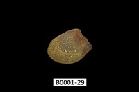 藏品(銀錦蛤)的圖片